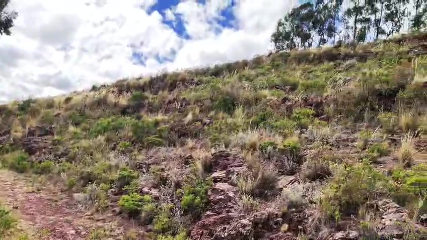 Sendero de tierra entre pastizales y eucaliptos